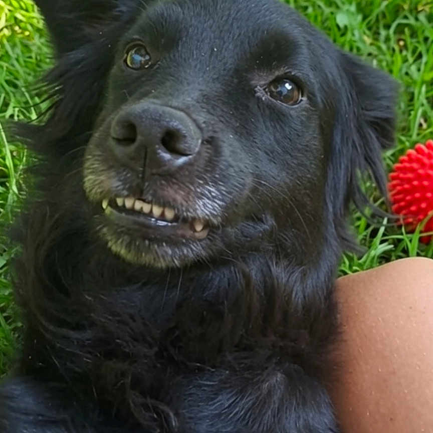 Nayma participe au concours pour gagner de l'argent avec cette photo : dog, black_dog, grass, outdoor, pet, animal, toy, red_toy, playful, teeth, smile, fur, canine, relaxing, nature, human_arm, summer, close_up, companion, friendship