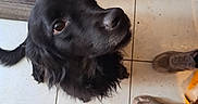 Nayma participe au concours pour gagner de l'argent avec cette photo : animal, animal_portrait, black_dog, close_up, companionship, curious, cute, dog, domestic_animal, floor_tiles, footwear, friendly, household, indoor, looking_up, pet, sandal, sneakers, tile_floor, waiting