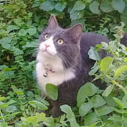 Minou participe au concours pour gagner de l'argent avec cette photo : cat, gray_cat, white_cat, pet, collar, bell, greenery, plants, leaves, outdoor, nature, curious, animal, feline, mammal, fur, whiskers, eyes, garden, bush