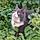 Minou