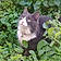 Minou