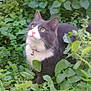 cat, gray_cat, white_cat, pet, collar, bell, greenery, plants, leaves, outdoor, nature, curious, animal, feline, mammal, fur, whiskers, eyes, garden, bush
