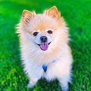 Pomlina Rubio is registered to the contest to win money with this photo: animal, canine, cute, daylight, dog, fluffy, friendly, furry, grass, greenery, happy, nature, outdoor, pet, pomeranian, portrait, small_dog, smiling, sunlight, tongue_out