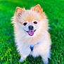 animal, canine, cute, daylight, dog, fluffy, friendly, furry, grass, greenery, happy, nature, outdoor, pet, pomeranian, portrait, small_dog, smiling, sunlight, tongue_out