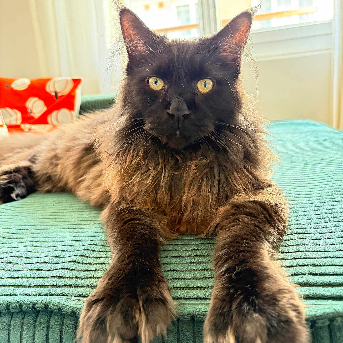 Alfie