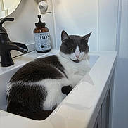 Chester is registered to the contest to win money with this photo: bathroom, cat, clean, closeup, countertop, cozy, domestic_cat, faucet, fixture, fur, gray_and_white_cat, household, indoor, mirror, pet, relaxed, resting, sink, soap_bottle, still_life