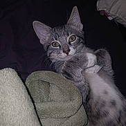 Leo is registered to the contest to win money with this photo: cat, tabby, gray_cat, pet, animal, feline, lying_down, blanket, cozy, indoor, cute, whiskers, ears, fur, spots, relaxed, looking_at_camera, paw, soft, bed