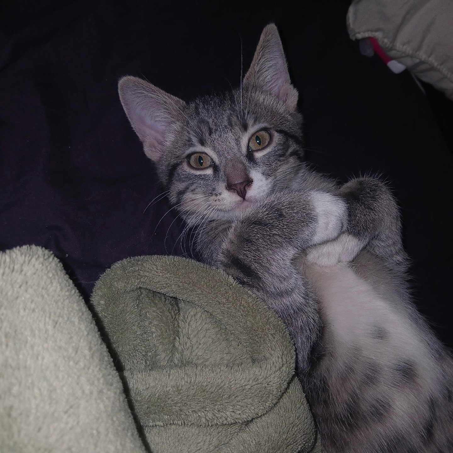 Leo is registered to the contest to win money with this photo: animal, bed, blanket, cat, cozy, cute, ears, feline, fur, gray_cat, indoor, looking_at_camera, lying_down, paw, pet, relaxed, soft, spots, tabby, whiskers