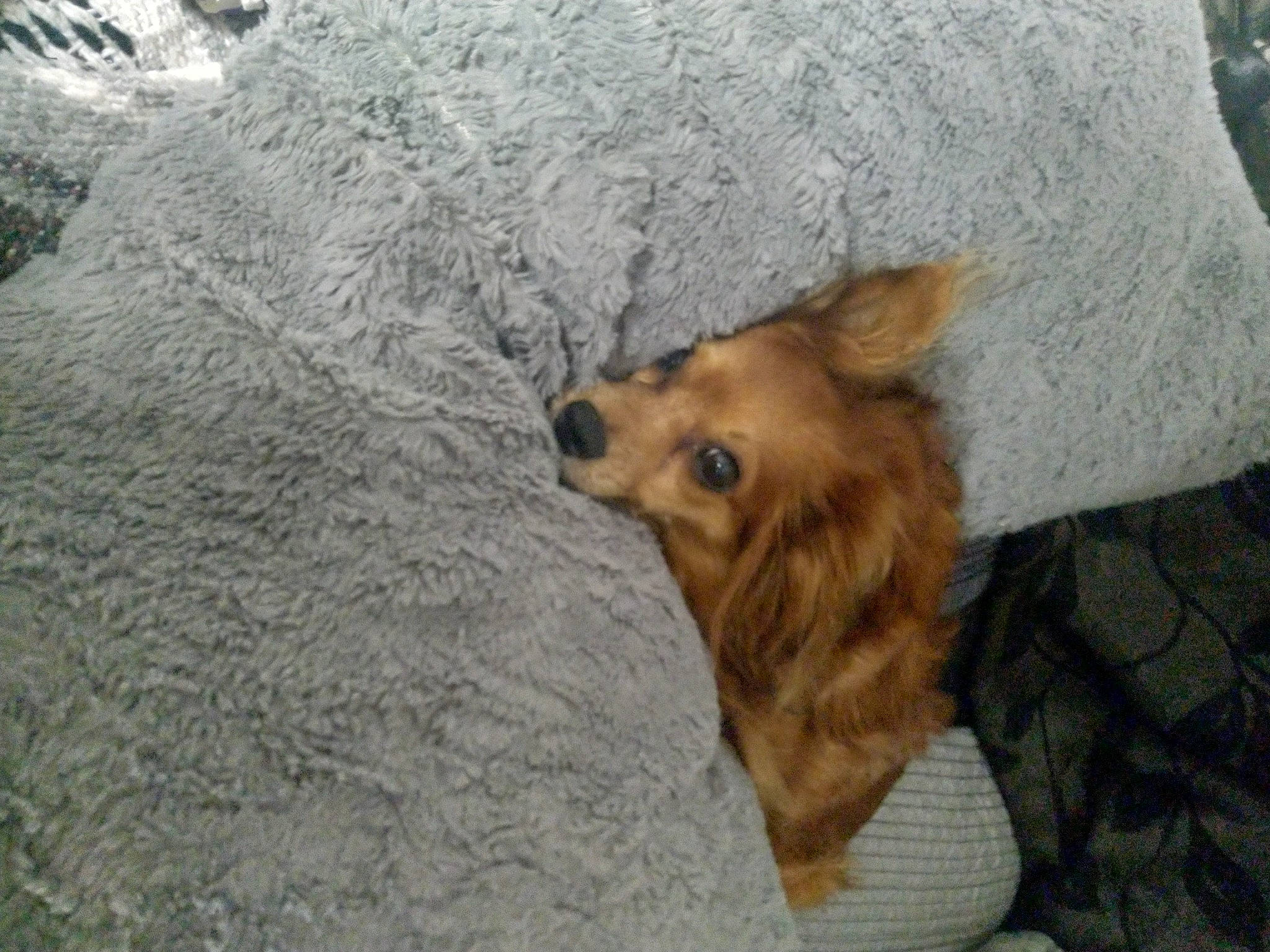 Little Girl Webb is registered to the contest to win money with this photo: canidae, carnivore, companion_dog, dog, dog_breed, fawn, fur, grass, liver, paw, pomeranian, rock, snout, spitz, sporting_group, street_dog, terrestrial_animal, toy_dog, whiskers, working_animal