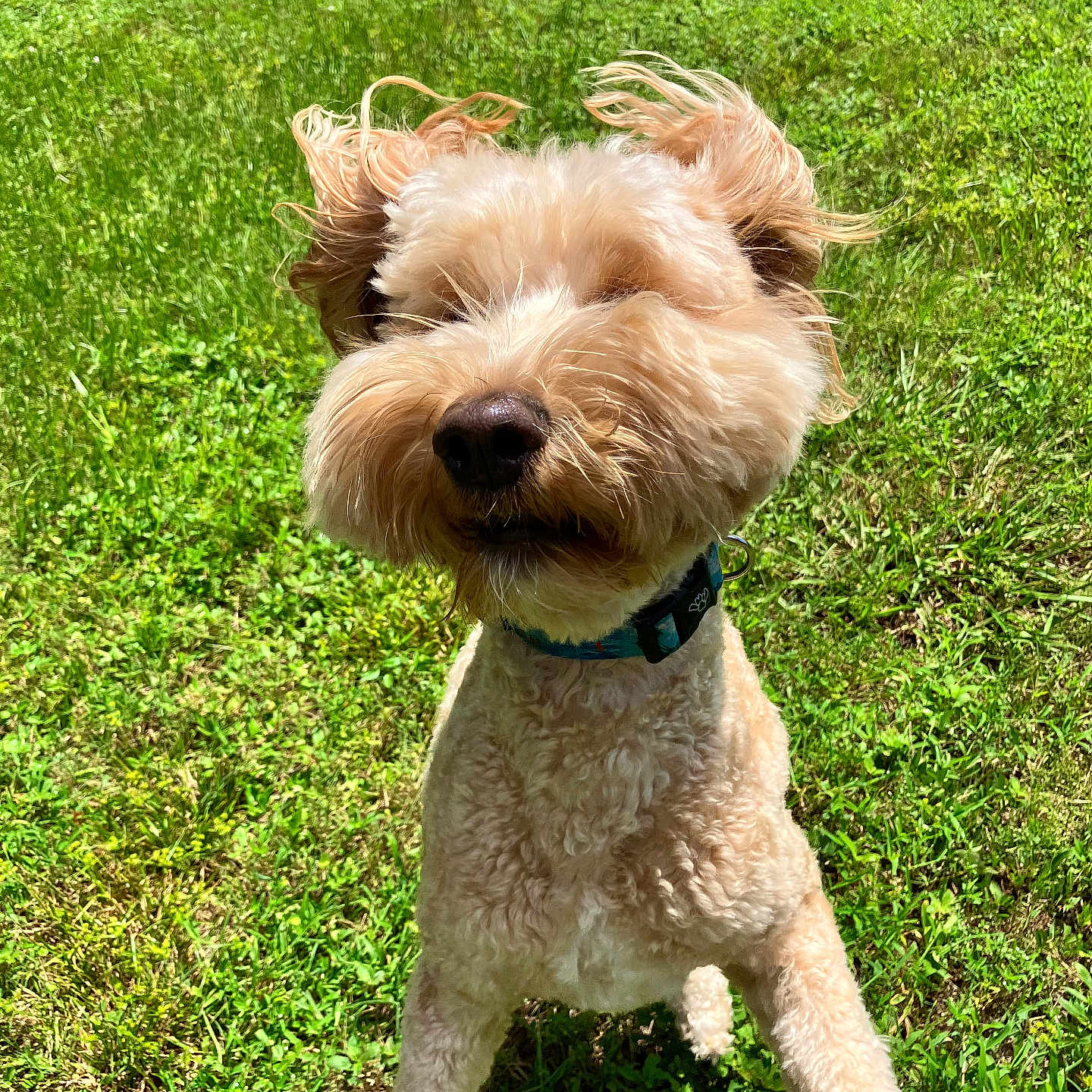 Brumi joined the competition — help win amazing prizes! animal, canine, collar, curly_fur, cute, daylight, dog, ears, fur, grass, green, happy, jumping, nature, outdoor, park, pet, playful, summer, sunlight
