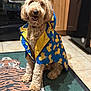 dog, raincoat, blue, yellow, rubber_duck_pattern, curly_fur, indoor, kitchen, tile_floor, rug, animal, pet, sitting, happy, canine, fur, smiling, coat, domestic, companion