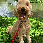 Brumi joined the competition — help win amazing prizes! dog, leash, grass, pond, water, trees, sunlight, outdoor, happy, pet, canine, nature, summer, tongue_out, curly_fur, collar, playful, park, animal, sitting