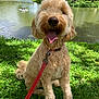 dog, leash, grass, pond, water, trees, sunlight, outdoor, happy, pet, canine, nature, summer, tongue_out, curly_fur, collar, playful, park, animal, sitting