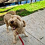 dog, leash, sidewalk, grass, tree, water, dock, outdoor, pet, canine, happy, playful, sunlight, nature, pavement, animal, curly_fur, daytime, excited, park