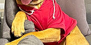 Mufasa joined the competition — help win amazing prizes! dog, canine, pet, hoodie, red_clothing, couch, sofa, indoor, relaxed, tongue_out, happy, brown_dog, short_fur, paw, paw_on_armrest, living_room, home, furniture, casual, cute
