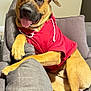 brown_dog, canine, casual, couch, cute, dog, furniture, happy, home, hoodie, indoor, living_room, paw, paw_on_armrest, pet, red_clothing, relaxed, short_fur, sofa, tongue_out
