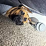 Mufasa joined the competition — help win amazing prizes! dog, carpet, toy, indoor, pet, resting, brown_dog, floor, furniture, animal, canine, closeup, head, ears, nose, paw, curious, quiet, home, cozy