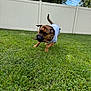 active, animal, canine, cloud, dog, fence, grass, green, mammal, nature, outdoor, pet, playful, running, shirt, sky, stick, summer, tree, yard