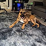 Mufasa is registered to the contest to win money with this photo: dog, indoor, carpet, living_room, furniture, chair, mini_fridge, happy, pet, brown_dog, relaxing, canine, home, floor, animal, tongue_out, cozy, appliance, modern, resting
