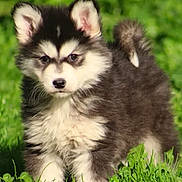 Tokyo participe au concours pour gagner de l'argent avec cette photo : adorable, animal, black_and_white, canine, cute, dog, ears, fluffy, fur, grass, greenery, nature, outdoor, pet, portrait, puppy, standing, sunlight, tail, young