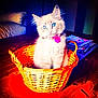 kitten, cat, blue_eyes, basket, wicker, wooden_table, indoor, living_room, couch, magazines, cozy, pet, feline, cute, fluffy, collar, domestic_animal, table, bright_colors, adorable