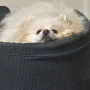 Pompon participe au concours pour gagner de l'argent avec cette photo : dog, fluffy, pet_bed, corduroy, white, cozy, indoor, close_up, resting, cute, face, lying_down, fur, animal, canine, comfort, home, relaxed, small_dog, snuggled