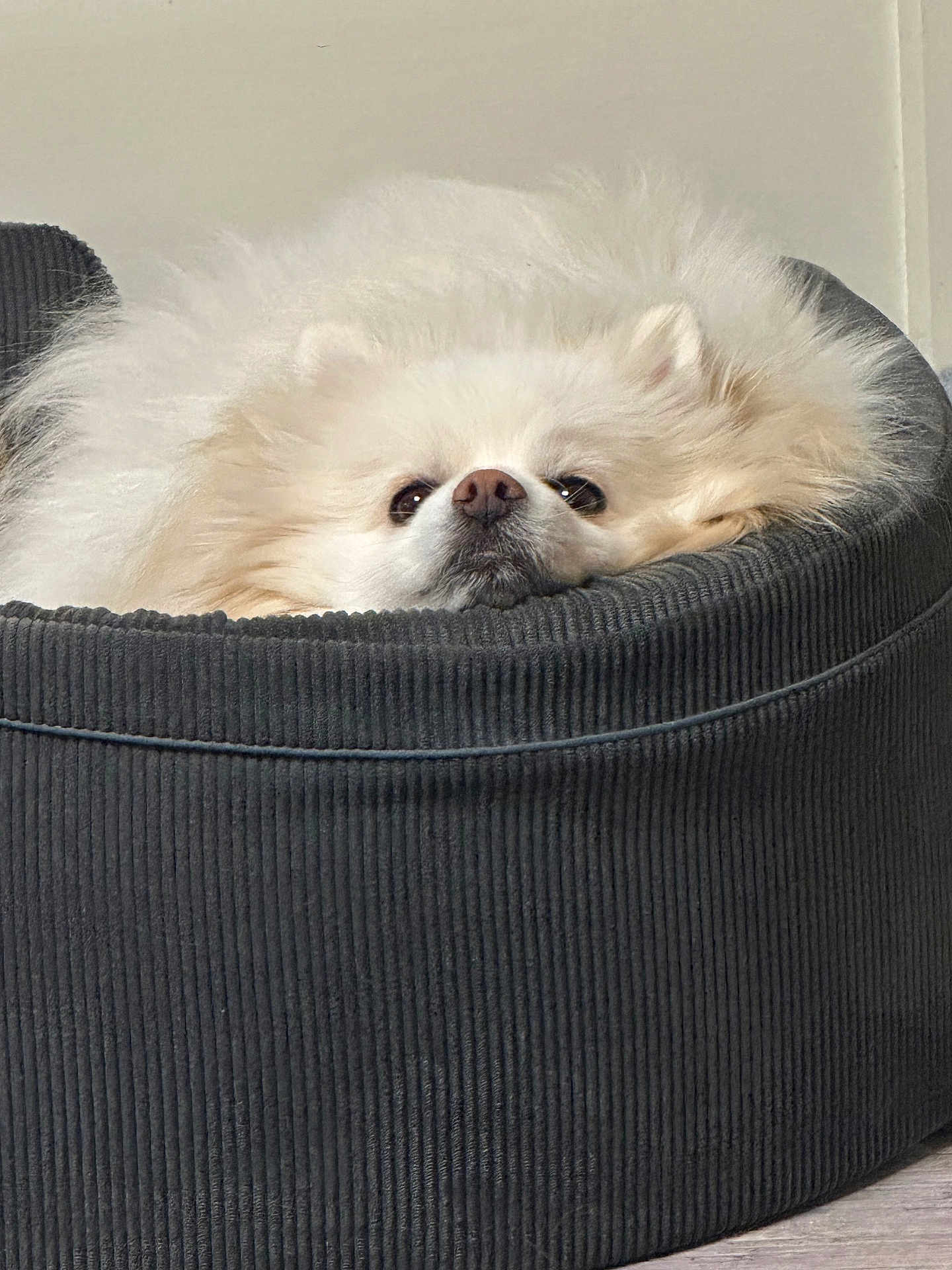 Pompon participe au concours pour gagner de l'argent avec cette photo : dog, fluffy, pet_bed, corduroy, white, cozy, indoor, close_up, resting, cute, face, lying_down, fur, animal, canine, comfort, home, relaxed, small_dog, snuggled