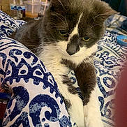 Lollipop joined the competition — help win amazing prizes! cat, pet, indoor, blanket, patterned, blue, white, fur, whiskers, paws, resting, closeup, domestic, animal, cute, cozy, feline, household, relaxing, bed