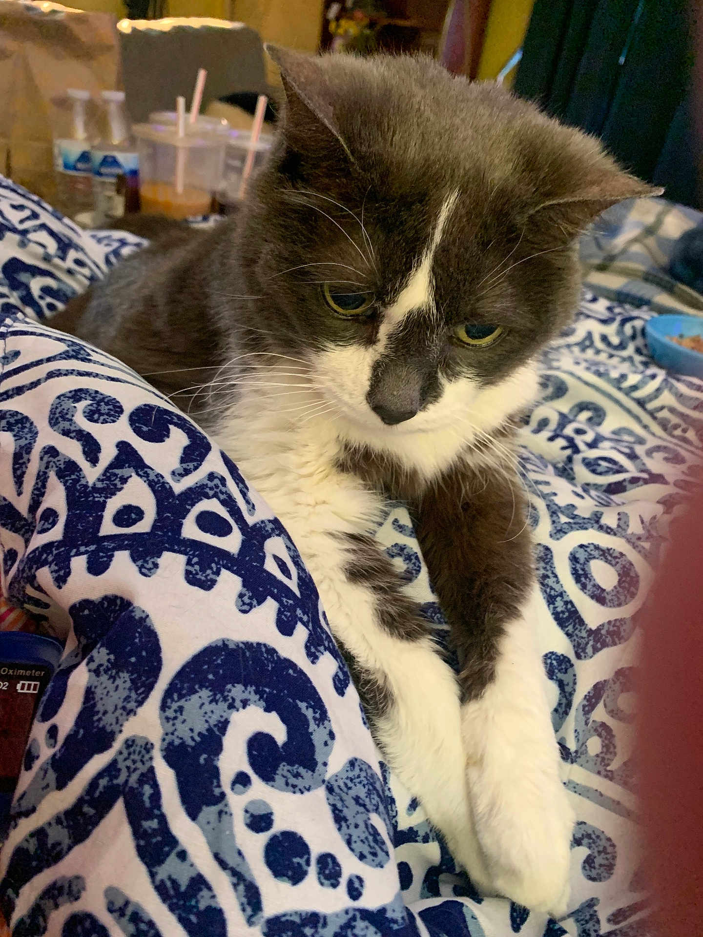 Lollipop joined the competition — help win amazing prizes! cat, pet, indoor, blanket, patterned, blue, white, fur, whiskers, paws, resting, closeup, domestic, animal, cute, cozy, feline, household, relaxing, bed