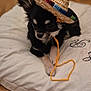dog, small_dog, black_and_white, straw_hat, hat, cushion, floor, wooden_floor, indoor, pet, cute, animal, lying_down, string, colorful, fur, ears, face, resting, close_up