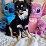 dog, chihuahua, puppy, black_and_tan, fluffy_blanket, stuffed_toy, plush_toy, blue_toy, pink_toy, indoor, pet, cute, small_dog, fur, sitting, portrait, animal, toy, background_blur, cozy