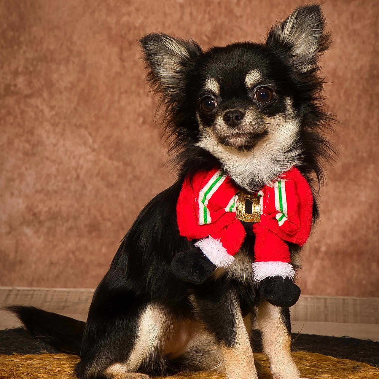 Vermeille participe au concours pour gagner de l'argent avec cette photo : animal, background, black_fur, chihuahua, cute, dog, ears, eyes, festive, fur, holiday, indoor, mat, paw, pet, portrait, red_bow, sitting, small_dog, tan_fur