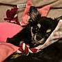 dog, chihuahua, toy, rope_toy, pink, black, tan, blanket, cozy, sleepy, pet, animal, cute, ears, face, snuggle, indoor, closeup, soft, furry
