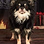 dog, chihuahua, long_hair, black_and_white, pet, animal, standing, fur, ears, face, eyes, nose, paws, indoors, fireplace, gift, holiday, cozy, portrait, cute