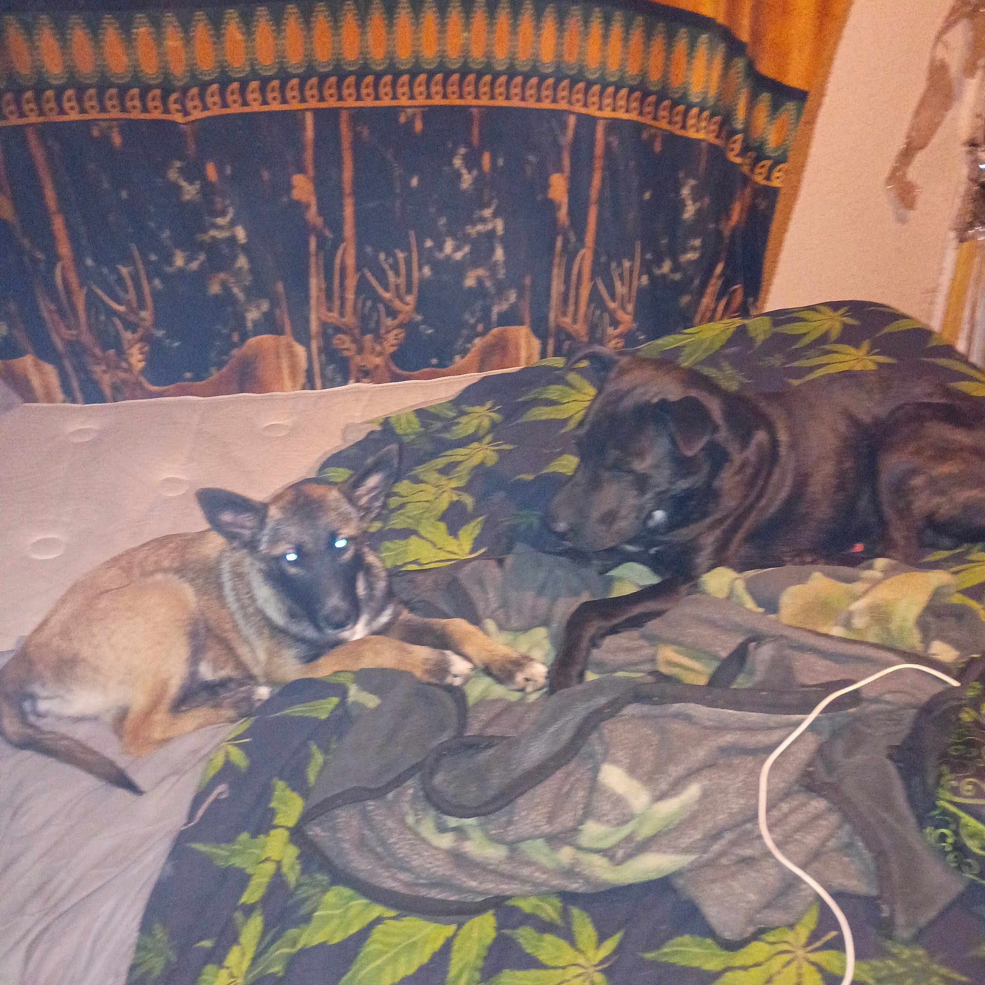 Eve Moorhouse joined the competition — help win amazing prizes! animal, bed, blanket, blanket_pattern, brown_dog, canine, cozy, deer_pattern, dog, domestic, fur, furniture, indoor, paw, pet, resting, room, sleeping, tan_dog, tapestry