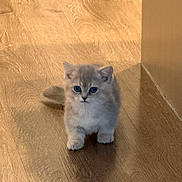 Yuumi joined the competition — help win amazing prizes! kitten, cat, pet, indoor, wooden_floor, hardwood_floor, blue_eyes, fluffy, fur, paw, whiskers, small, cute, adorable, standing, shadow, wall, home_interior, portrait, curious