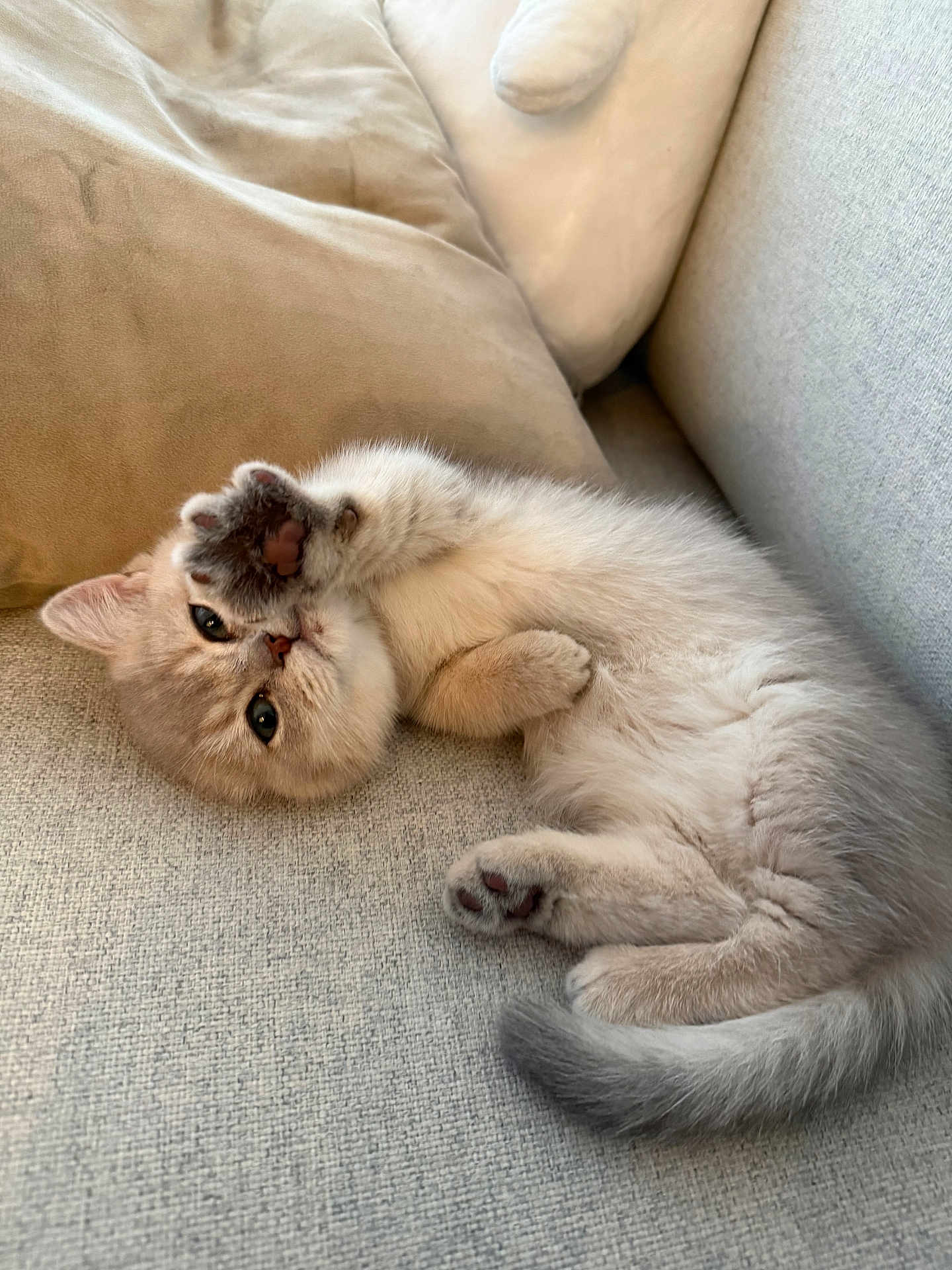 Yuumi joined the competition — help win amazing prizes! cat, kitten, feline, paw, paw_pad, couch, cushion, upholstery, cozy, lying_down, pet, closeup, whiskers, fur, tail, indoor, relaxed, cute, looking_at_camera, soft