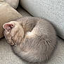 cat, kitten, sleeping, curled_up, couch, cushion, fur, pet, domestic_animal, indoor, cozy, nap, adorable, small, whiskers, ear, tail, soft_texture, beige, grey