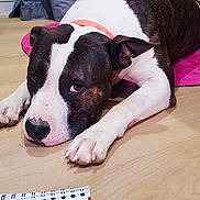 Malcom a rejoint le concours — aidez-le/la à gagner de superbes lots ! american_pit_bull_terrier, american_staffordshire_terrier, bull_and_terrier, bull_terrier, bull_terrier_miniature, bulldog, carnivoran, dog, dog_breed, dog_breed_group, dog_like_mammal, non_sporting_group, old_english_terrier, pit_bull, snout