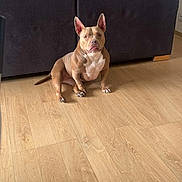 Poppy a rejoint le concours — aidez-le/la à gagner de superbes lots ! dog, indoor, couch, blanket, plant, wooden_floor, pet, brown, white, sitting, fur, ears, tail, living_room, home, furniture, canine, domestic_animal, quiet, calm