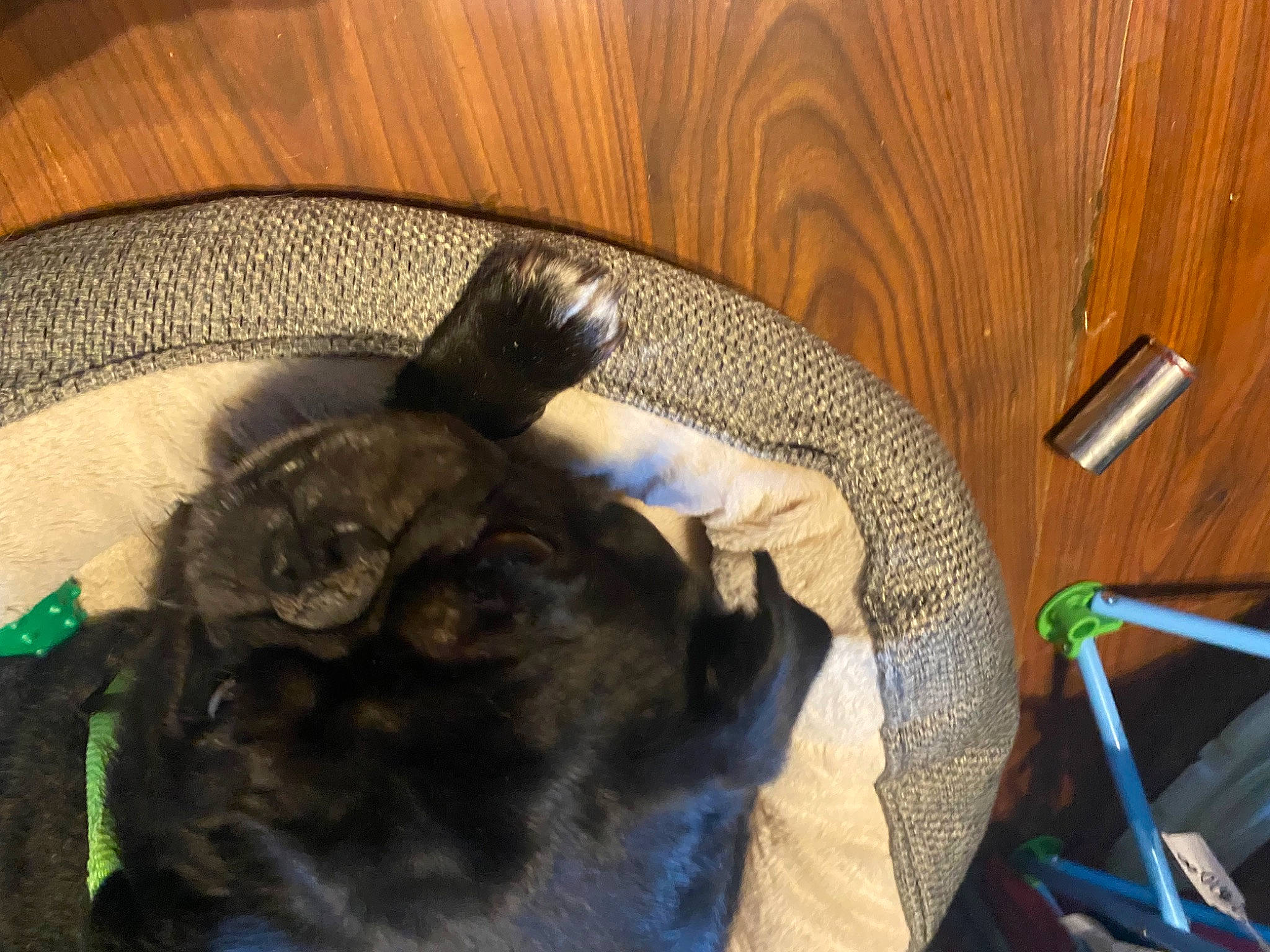 Max joined the competition — help win amazing prizes! canidae, carnivore, comfort, companion_dog, dog_breed, domestic_short_haired_cat, ear, fawn, felidae, fur, pet_supply, rabbits_and_hares, small_to_medium_sized_cats, snout, sporting_group, tail, terrestrial_animal, whiskers, wood, working_animal