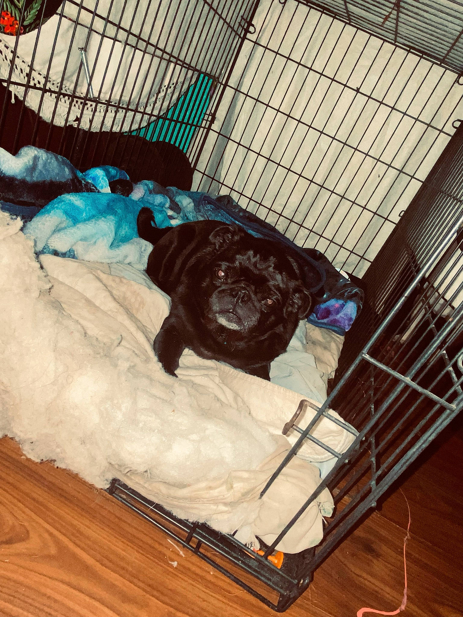 Max joined the competition — help win amazing prizes! animal_shelter, canidae, carnivore, comfort, companion_dog, dog, dog_breed, dog_supply, flooring, fur, hardwood, mesh, metal, pattern, pet_supply, sporting_group, tints_and_shades, wood, wood_flooring, working_animal