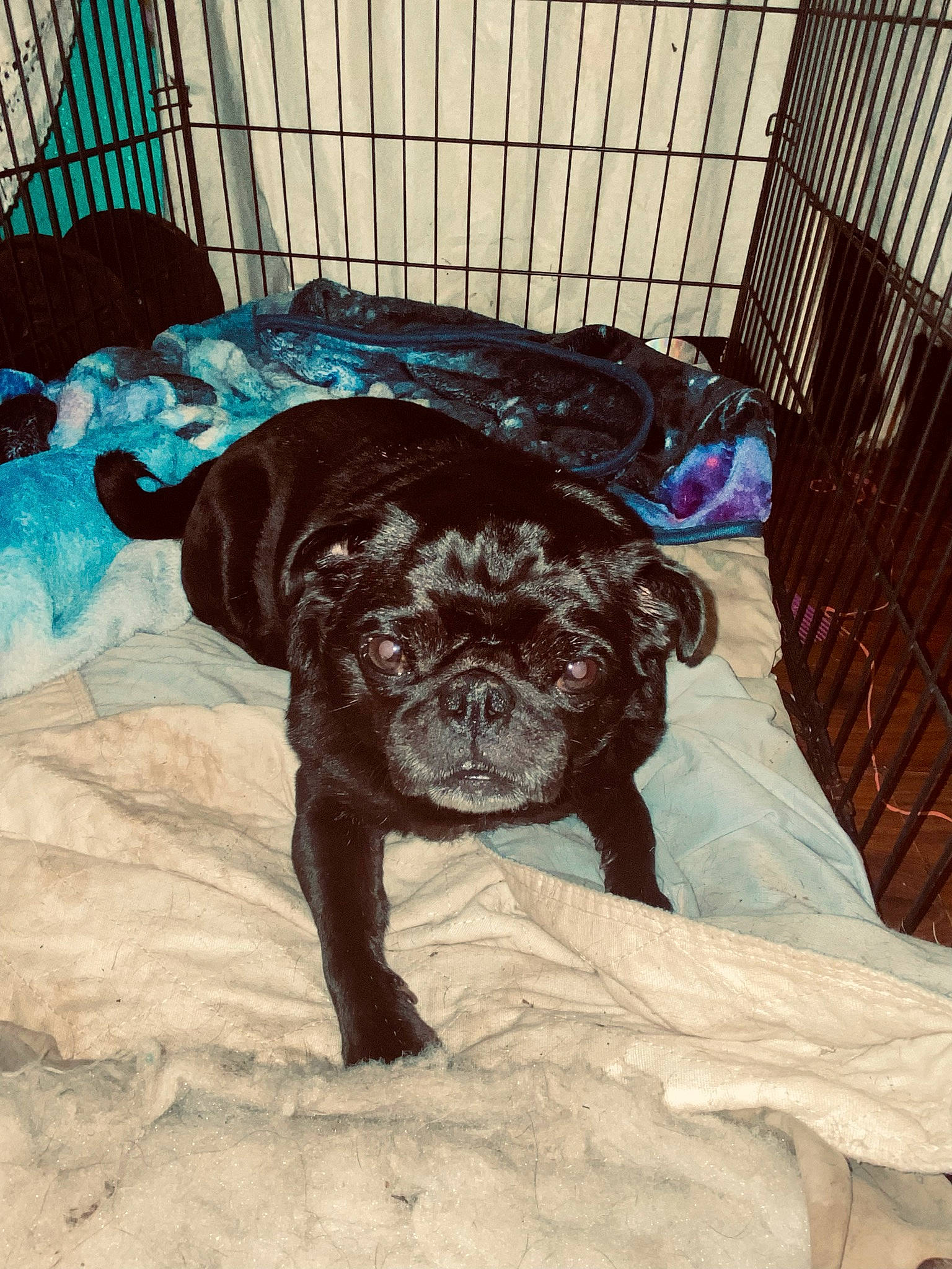 Max is registered to the contest to win money with this photo: animal_shelter, art, canidae, carnivore, companion_dog, dog, dog_breed, dog_crate, dog_supply, fawn, fur, kennel, liver, mammal, pet_supply, snout, sporting_group, tail, working_animal, wrinkle