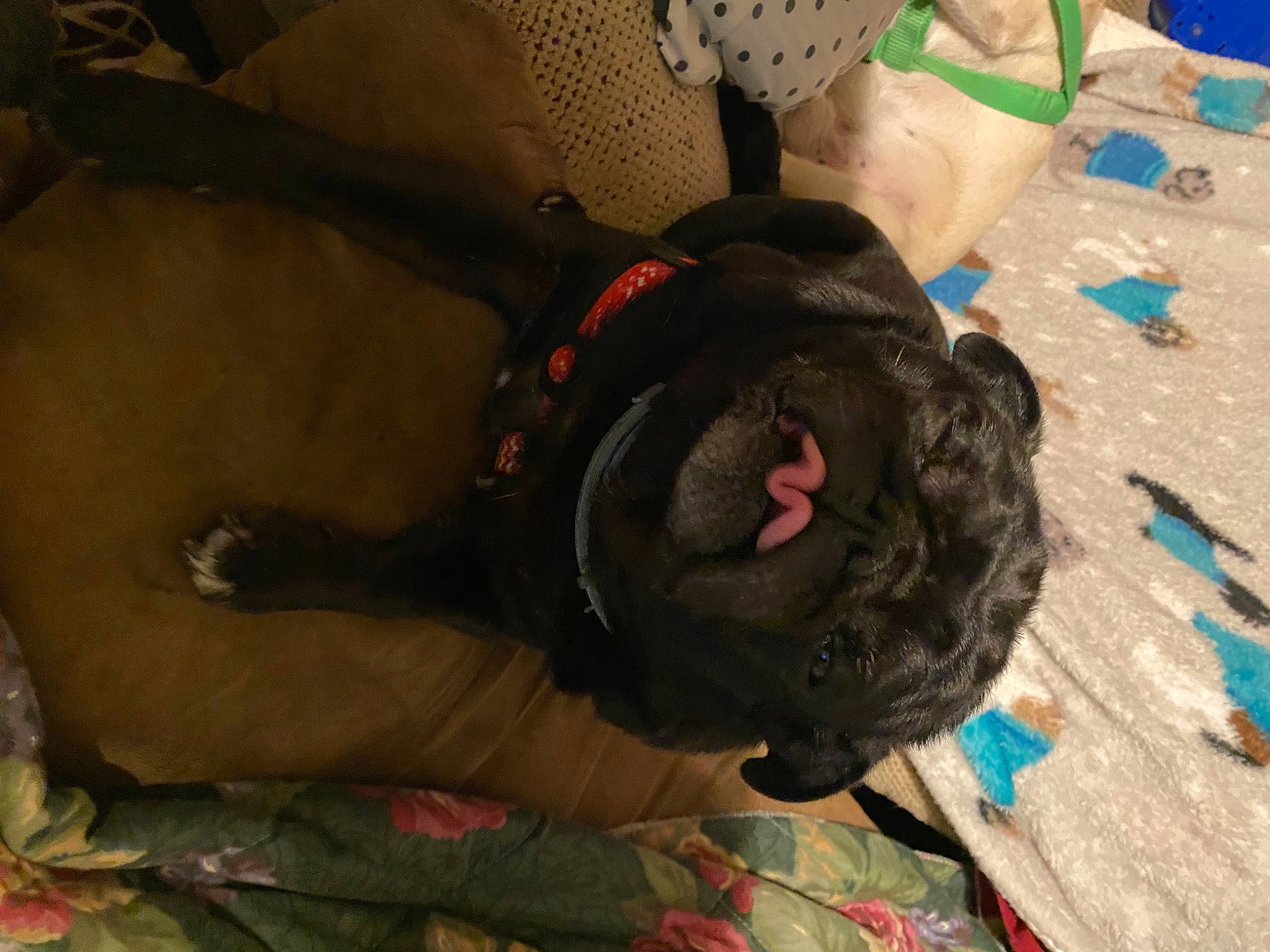 Max is registered to the contest to win money with this photo: canidae, carnivore, collar, comfort, companion_dog, dog, dog_breed, dog_clothes, dog_collar, dog_supply, fawn, fur, guard_dog, leash, liver, pet_supply, snout, sporting_group, tail, working_animal