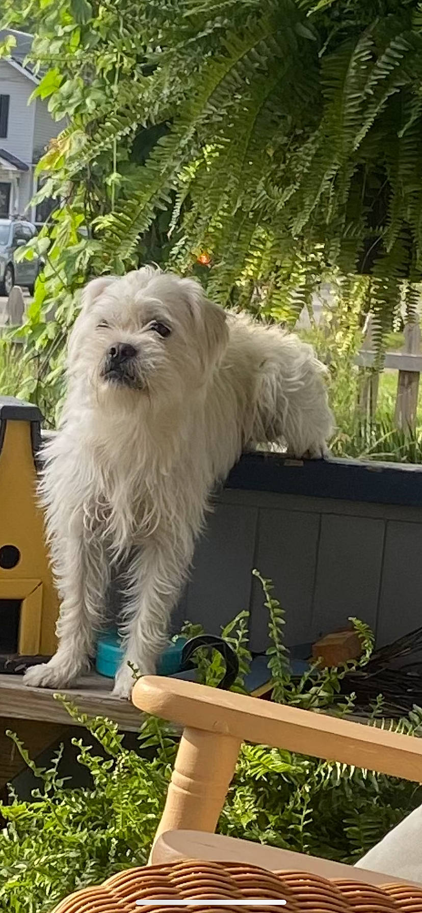 Homer is registered to the contest to win money with this photo: canidae, carnivore, collar, companion_dog, dog, dog_breed, dog_supply, garden, grass, maltepoo, non_sporting_group, plant, small_terrier, sporting_group, tail, terrier, toy_dog, window, working_animal, yard