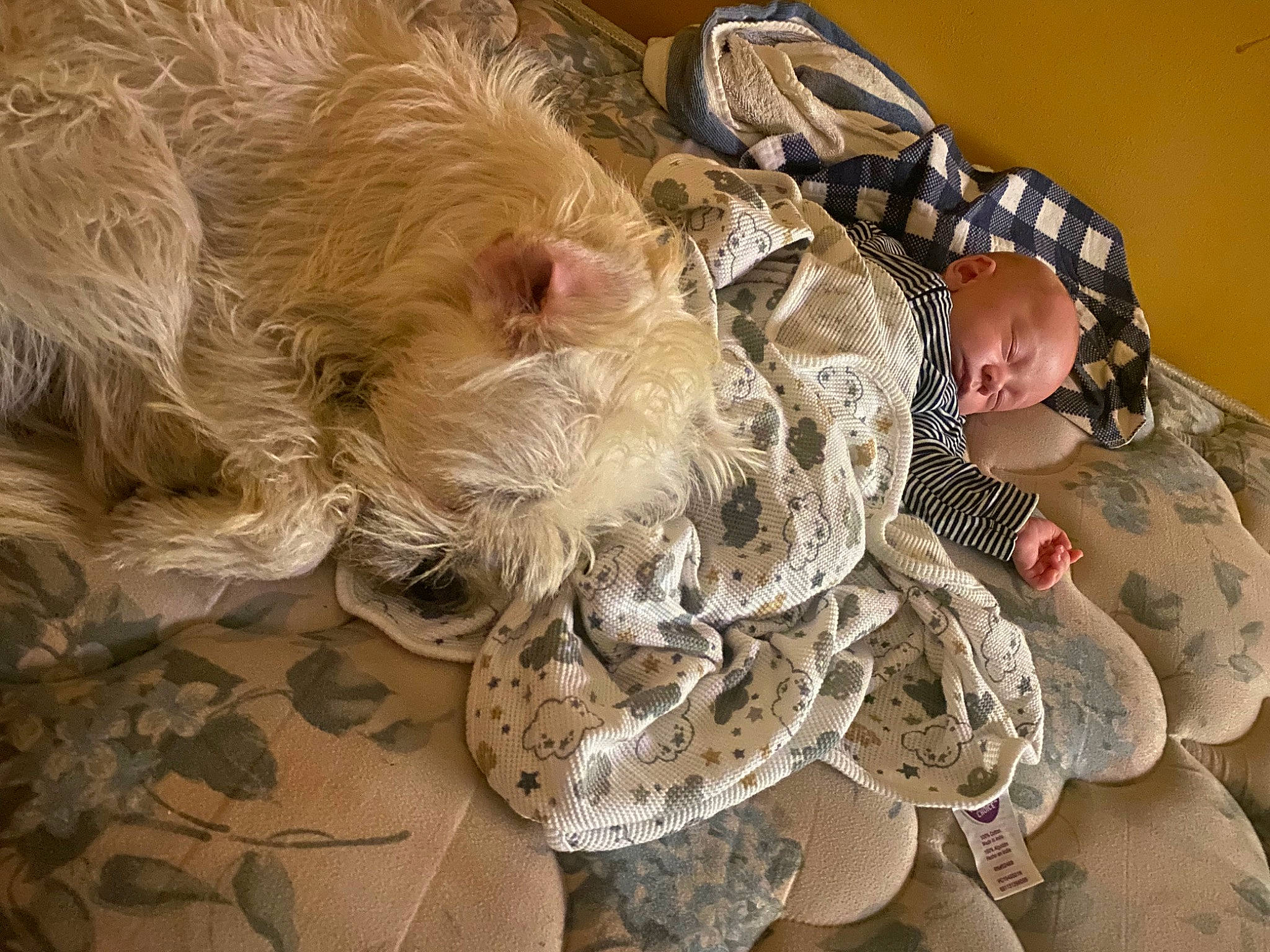 Homer is registered to the contest to win money with this photo: camouflage, companion_dog, costume, costume_design, costume_hat, dress, fashion_accessory, fashion_design, feather, fur, hair_accessory, hat, headgear, headpiece, military_camouflage, pattern, tail, victorian_fashion