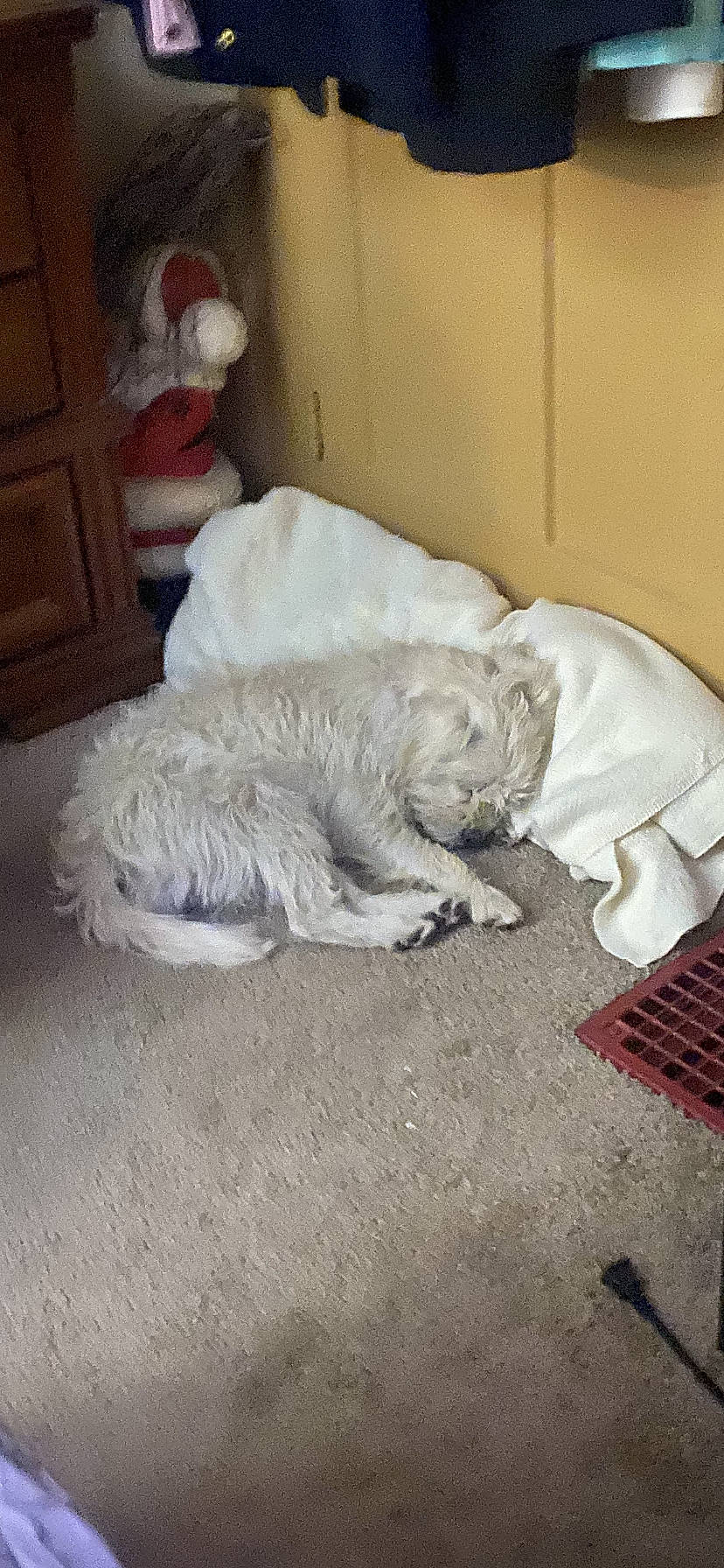 Homer joined the competition — help win amazing prizes! bedding, canidae, carnivore, cement, comfort, companion_dog, concrete, dog_breed, felidae, flooring, fur, hardwood, linens, nap, non_sporting_group, paw, room, small_to_medium_sized_cats, sporting_group, tail