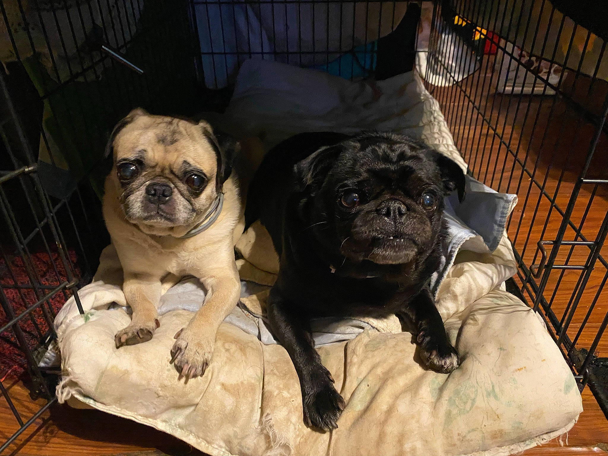 Mikey joined the competition — help win amazing prizes! canidae, carnivore, comfort, companion_dog, dog, dog_breed, dog_supply, fawn, fur, liver, pet_supply, pug, puppy, snout, sporting_group, terrestrial_animal, toy_dog, whiskers, working_animal, wrinkle