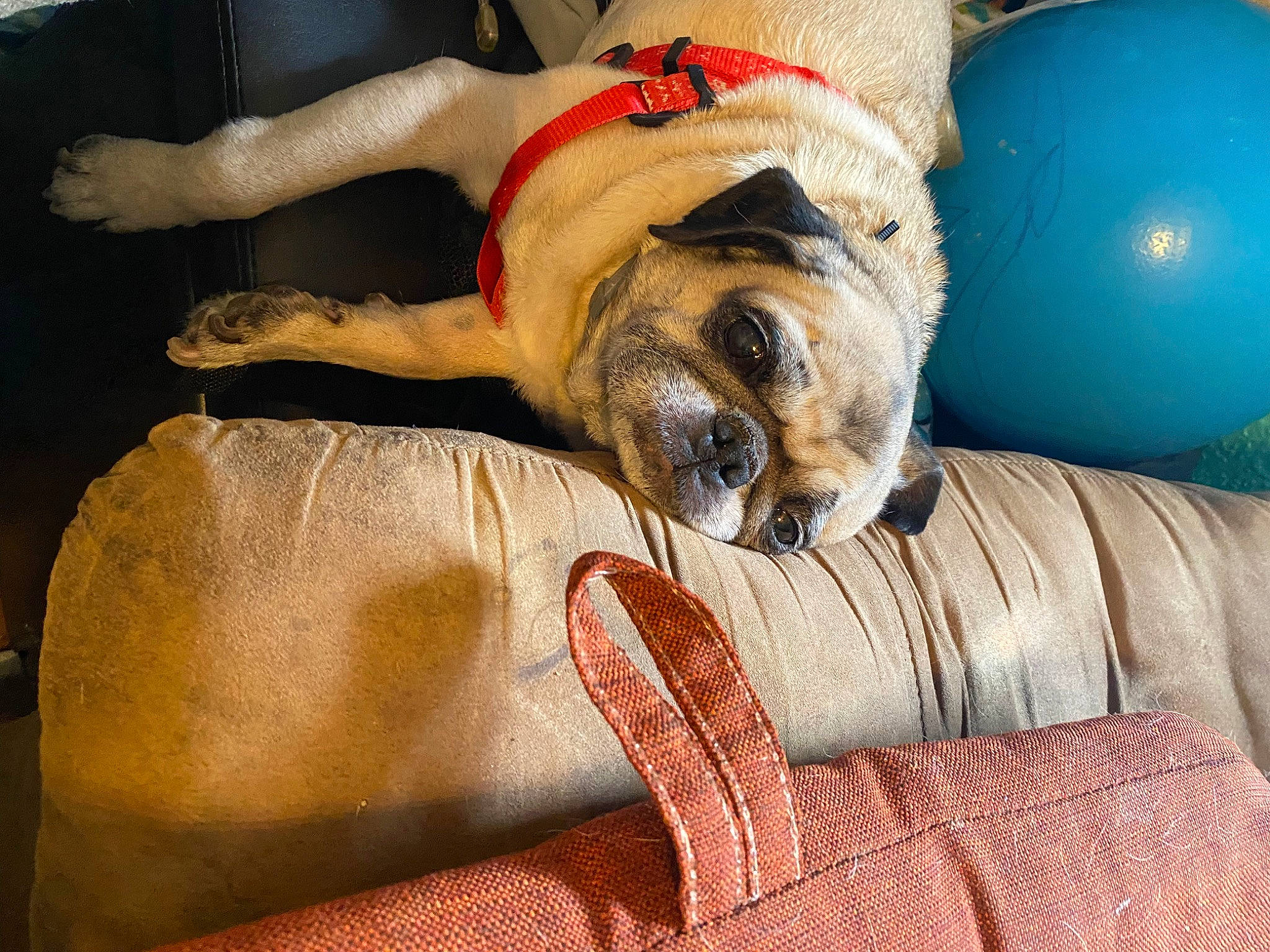 Mikey joined the competition — help win amazing prizes! ball, bean_bag, carnivore, comfort, companion_dog, couch, dog, dog_breed, dog_supply, fawn, foot, fur, human_leg, linens, paw, textile, toy_dog, whiskers, working_animal, wrinkle