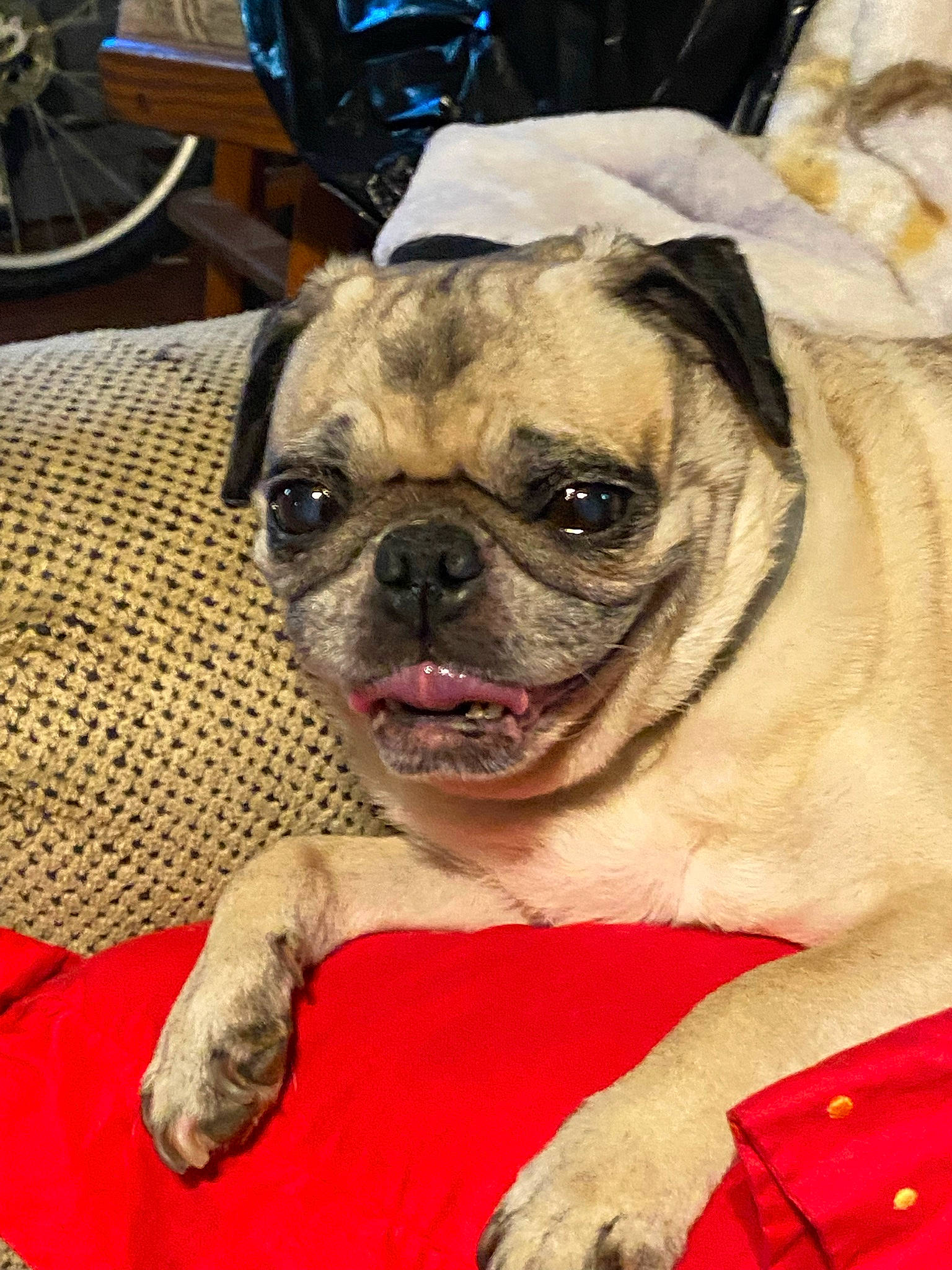Mikey is registered to the contest to win money with this photo: bicycle_tire, bicycle_wheel, bicycle_wheel_rim, bicycles_equipment_and_supplies, carnivore, chair, comfort, companion_dog, dog, dog_breed, fawn, flooring, plant, pug, snout, sporting_group, toy_dog, wheel, whiskers, wrinkle